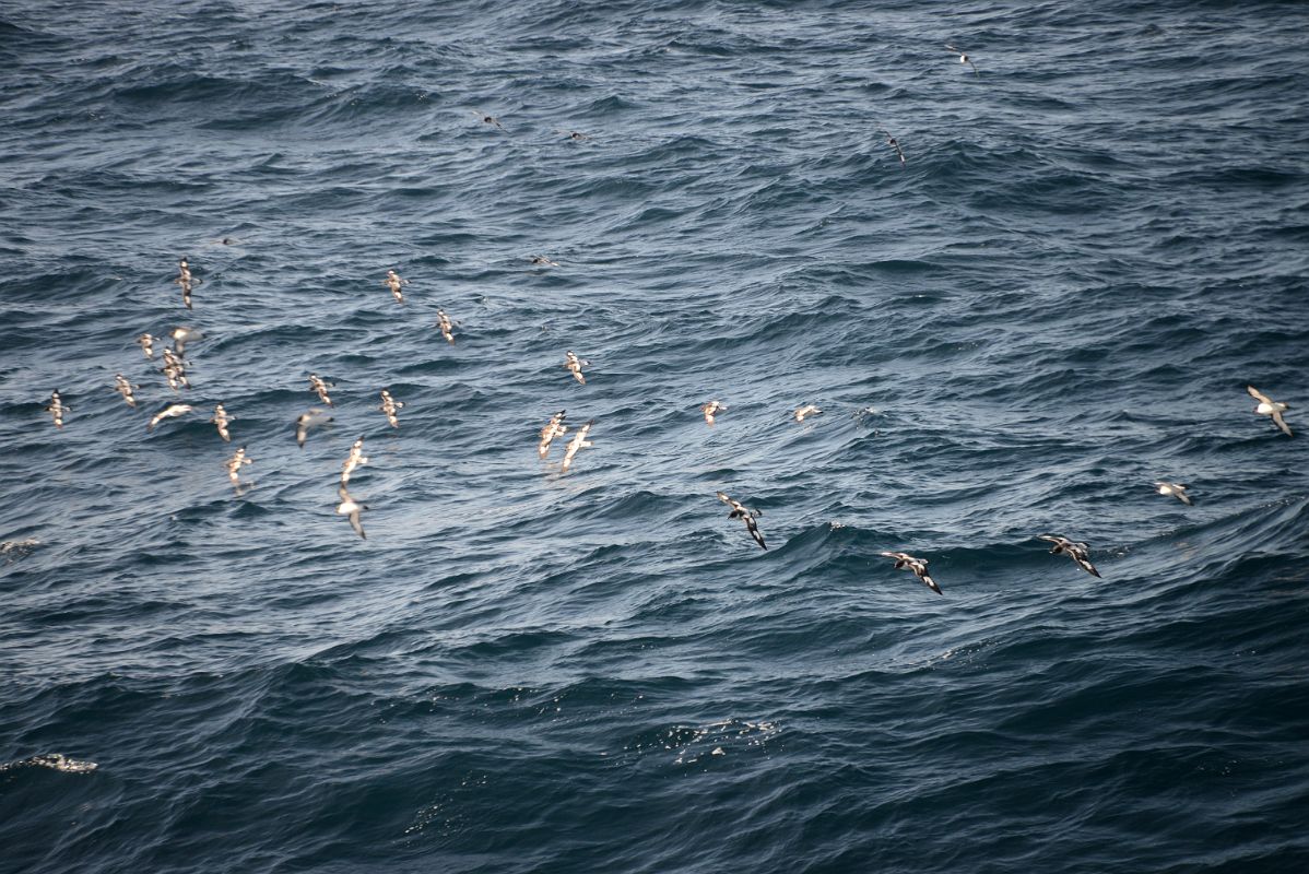 13A Cape Petrel Birds Follow The Quark Expeditions Cruise Ship In The Drake Passage Sailing To Antarctica